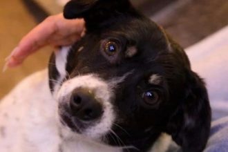 fethiyede öldürülen köpek, fethiye, fethiye köpek, fethiyede bıçaklanan köpek, bıçaklanan köpek