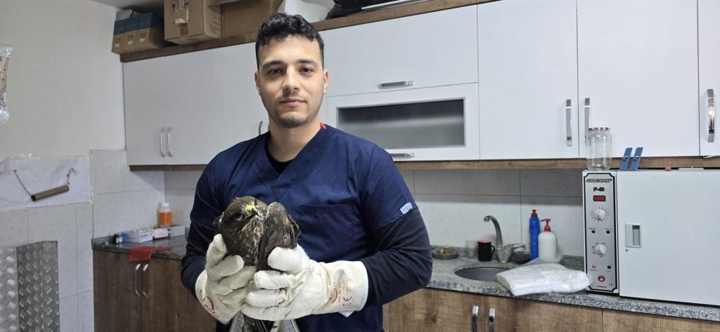 seydikemer yaralı şahin, seydikemer, seydikemer şahin, yaralı şahin, şahin