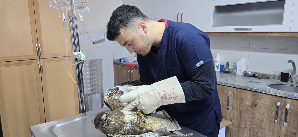 seydikemer yaralı şahin, seydikemer, seydikemer şahin, yaralı şahin, şahin