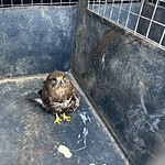 seydikemer yaralı şahin, seydikemer, seydikemer şahin, yaralı şahin, şahin