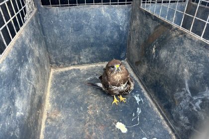 seydikemer yaralı şahin, seydikemer, seydikemer şahin, yaralı şahin, şahin