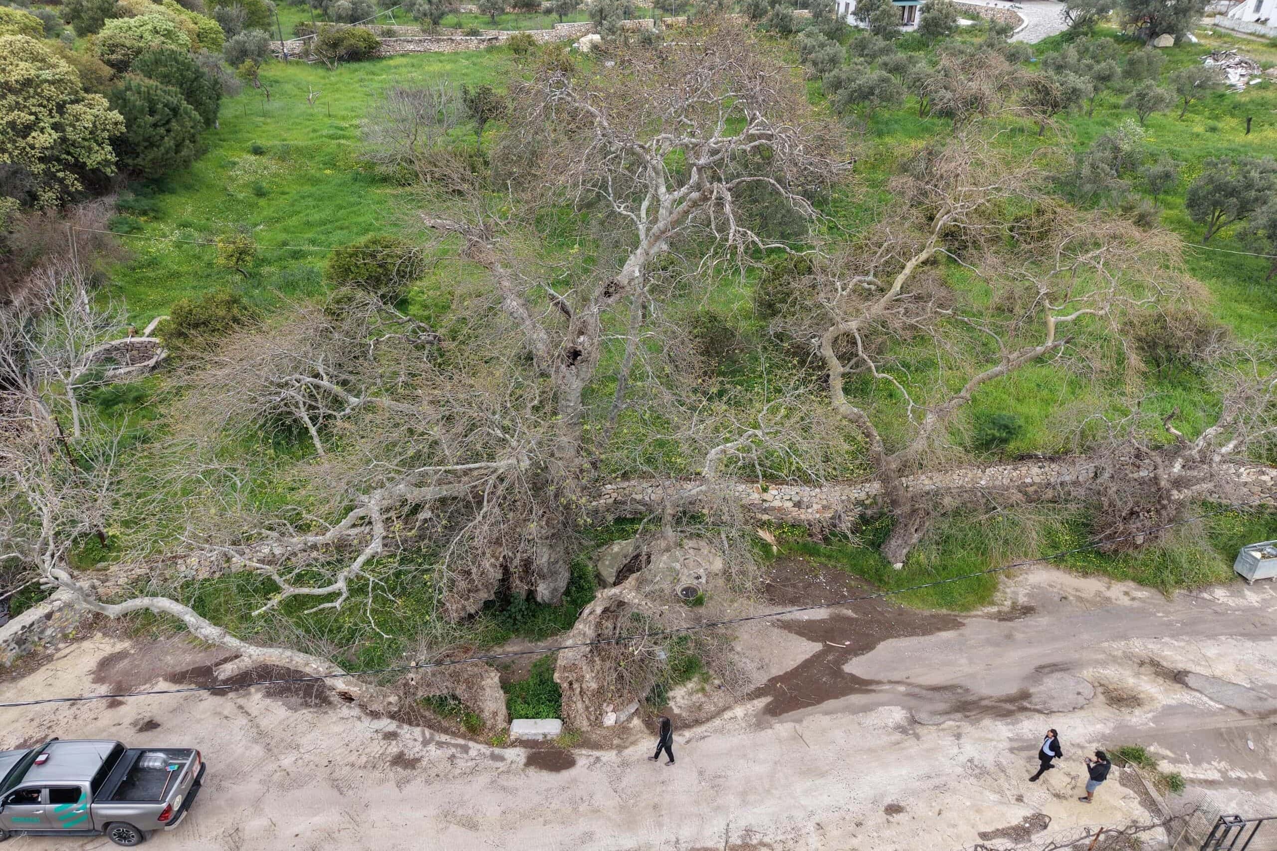 bodrum çınar ağacı, bodrum çınar, bodrum 2 bin yıllık çınar, bodrum 2 bin yıllık çınar ağacı, bodrum