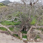 bodrum çınar ağacı, bodrum çınar, bodrum 2 bin yıllık çınar, bodrum 2 bin yıllık çınar ağacı, bodrum