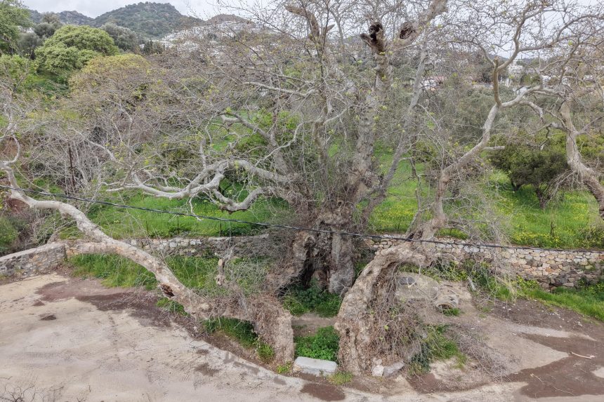 bodrum çınar ağacı, bodrum çınar, bodrum 2 bin yıllık çınar, bodrum 2 bin yıllık çınar ağacı, bodrum