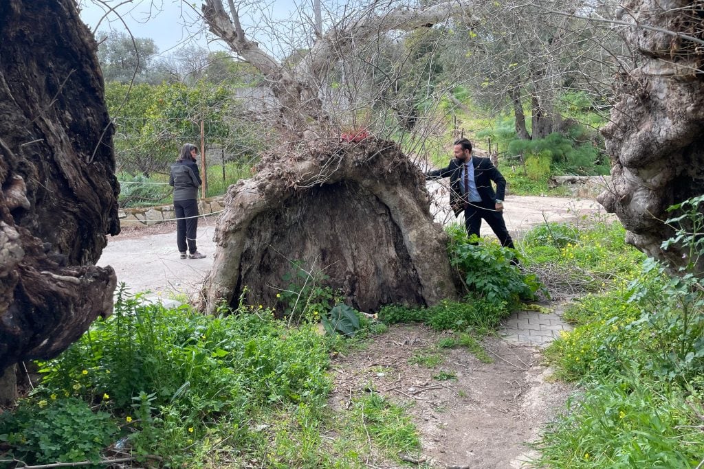 bodrum çınar ağacı, bodrum çınar, bodrum 2 bin yıllık çınar, bodrum 2 bin yıllık çınar ağacı, bodrum