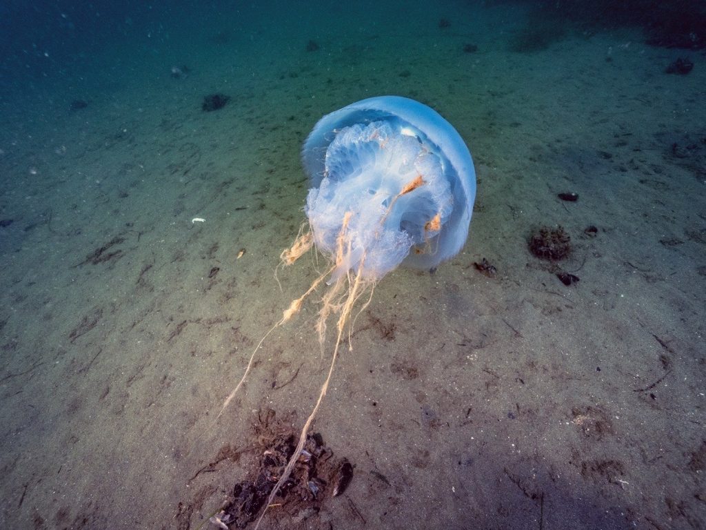 marmara denizi müsilaj, marmara denizi, müsilaj, marmara, marmara müsilaj