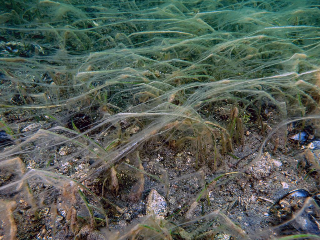 marmara denizi, marmara denizinde kırmızı pazartesi, marmara, marmara denizi müsilaj, müsilaj