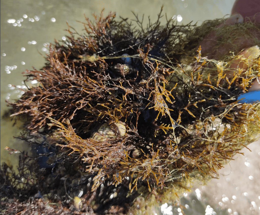 marmara denizi müsilaj, marmara denizi, müsilaj, marmara, marmara müsilaj