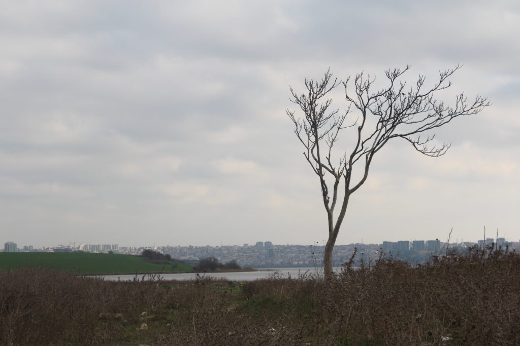 marmara denizi, marmara denizinde kırmızı pazartesi, marmara, marmara denizi müsilaj, müsilaj