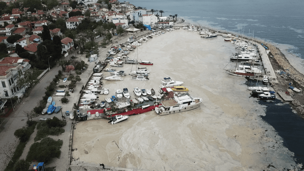marmara denizi müsilaj, marmara denizi, müsilaj, marmara, marmara müsilaj