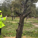 mustafa varank, mustafa varank milas, akbelen ormanı, milas ikizköy, yk enerji
