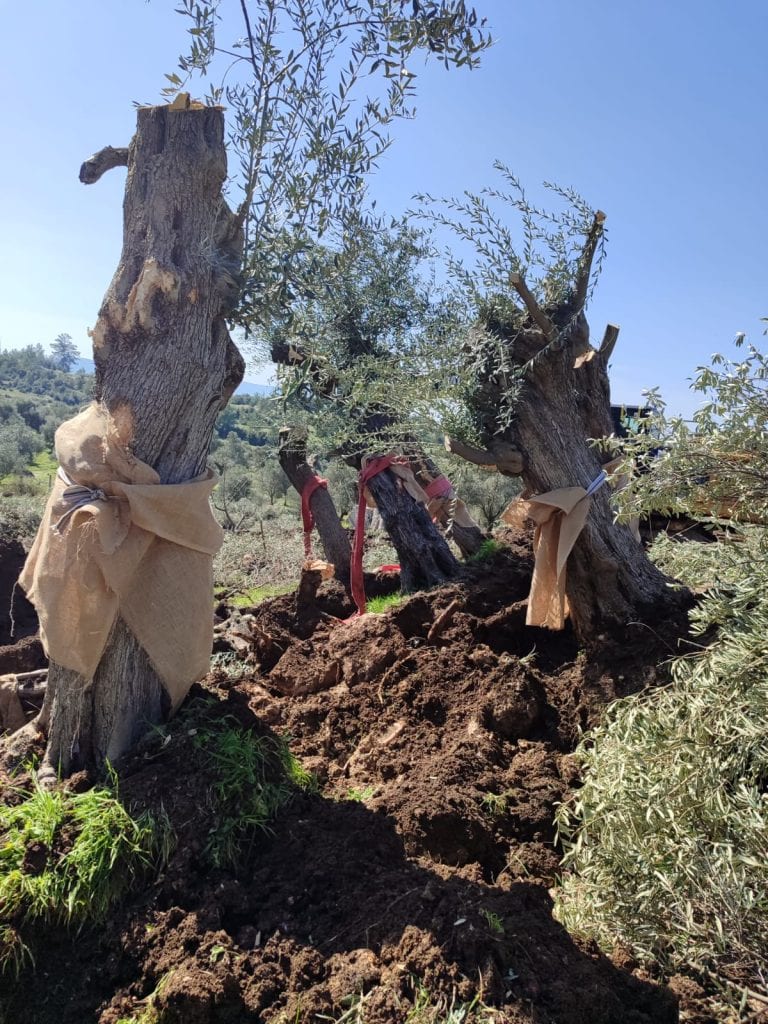çamköy kuyucak mevki ağaç sökümü milas ikizköylü yurttaşlar nejla ışık çamköy mahallesi