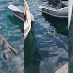 bodrum akyarlar akdeniz foku