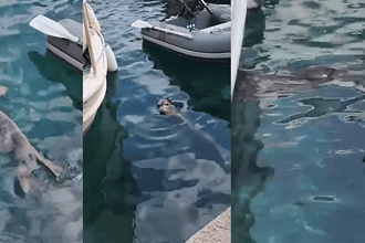 bodrum akyarlar akdeniz foku