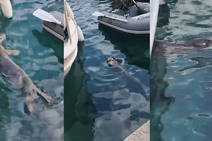 bodrum akyarlar akdeniz foku