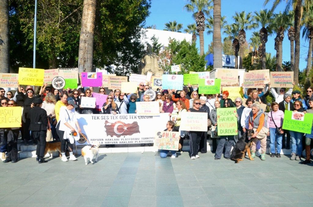 bodrum sokak hayvanları, bodrum sokak hayvanları eylem, bodrum eylem, bodrum, bodrum belediye meydanı