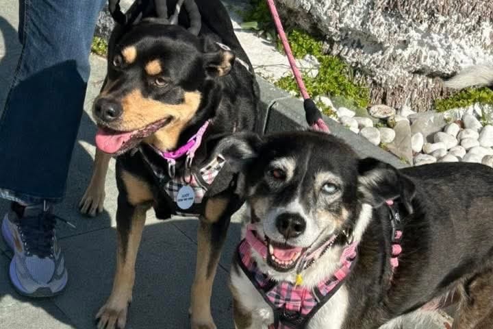 bodrum sokak hayvanları, bodrum sokak hayvanları eylem, bodrum eylem, bodrum, bodrum belediye meydanı