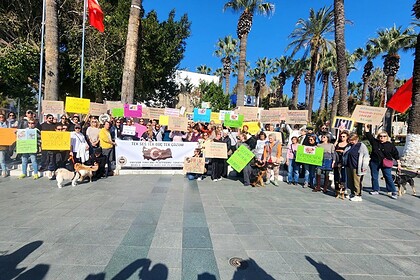 bodrum sokak hayvanları, bodrum sokak hayvanları eylem, bodrum eylem, bodrum, bodrum belediye meydanı