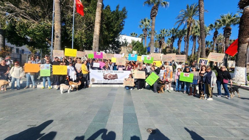 bodrum sokak hayvanları, bodrum sokak hayvanları eylem, bodrum eylem, bodrum, bodrum belediye meydanı