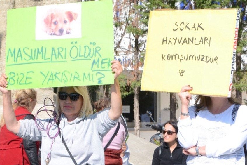 bodrum sokak hayvanları, bodrum sokak hayvanları eylem, bodrum eylem, bodrum, bodrum belediye meydanı