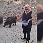 safiye sotman yaban domuzu domuz besleme