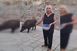 safiye sotman yaban domuzu domuz besleme