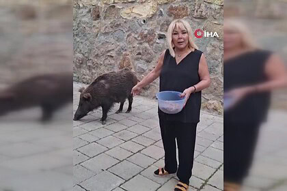 safiye sotman yaban domuzu domuz besleme