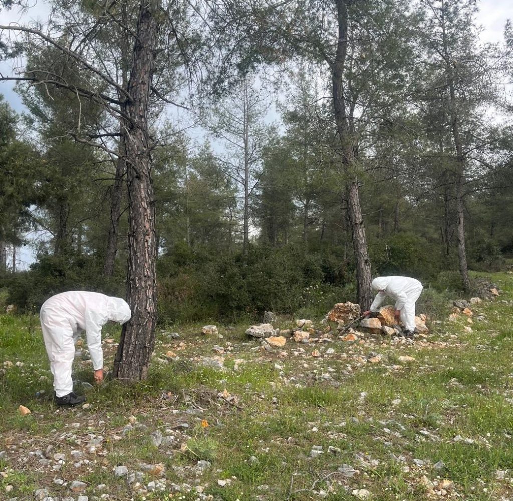 muğla terminatör böcek biyolojik mücadele kızılçam ormanları muğla muğla orman bölge müdürlüğü çam kese böceği mücadele