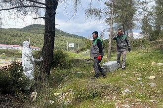 muğla terminatör böcek biyolojik mücadele kızılçam ormanları muğla muğla orman bölge müdürlüğü çam kese böceği mücadele
