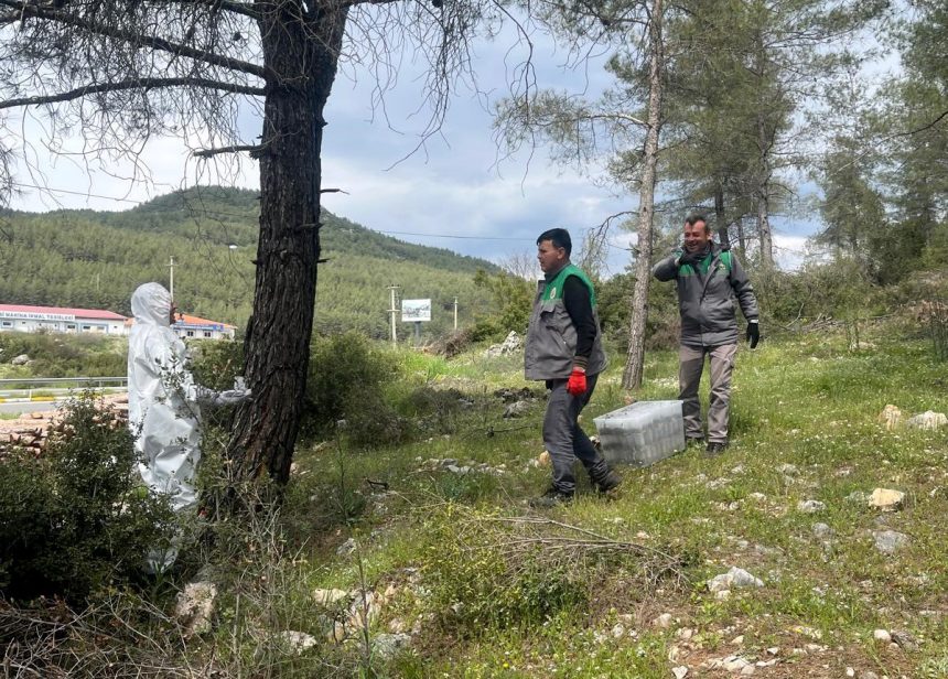 muğla terminatör böcek biyolojik mücadele kızılçam ormanları muğla muğla orman bölge müdürlüğü çam kese böceği mücadele