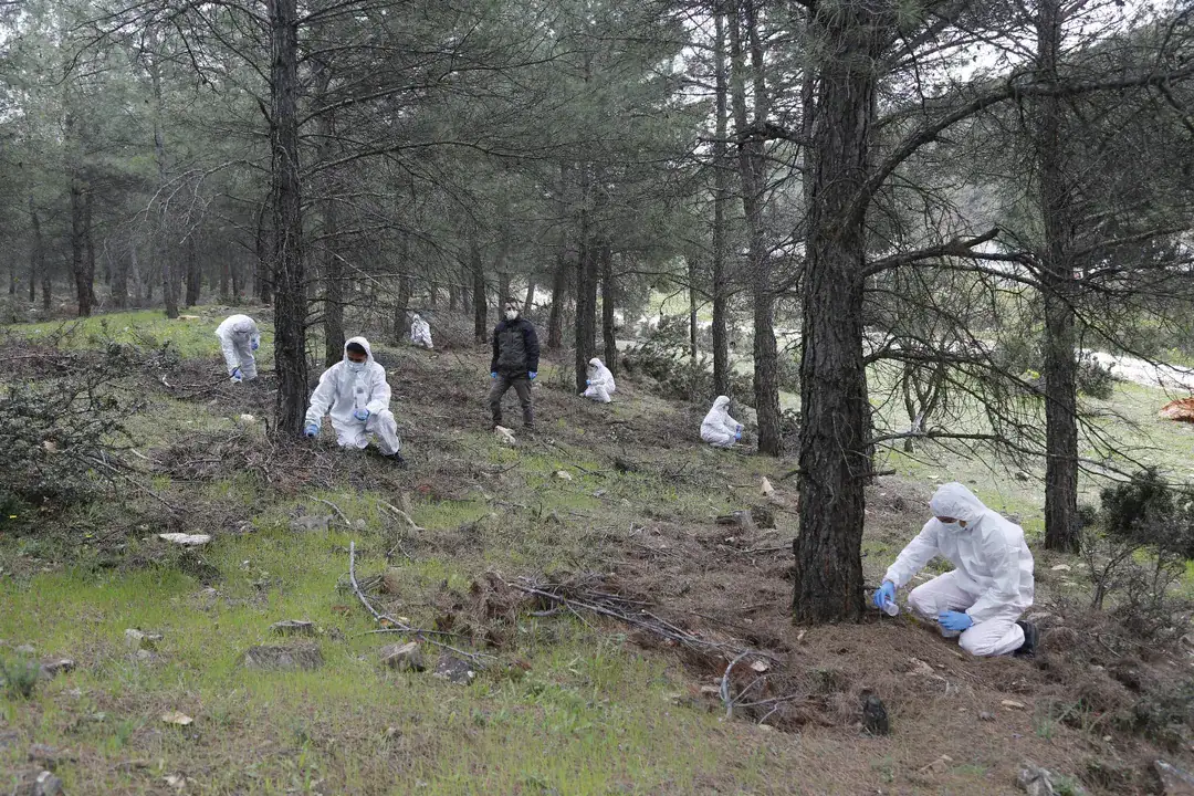 Muğla Orman Bölge Müdürlüğü, çam kese böceğiyle mücadele için “terminatör böceklerin” doğaya salındığını açıkladı