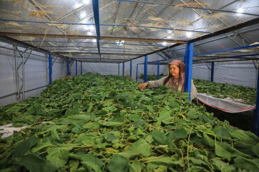 üretici kadınlar ve çiftçi kadınlar meclisi, muğla üretici kadınlar meclisi, ortaca çiftçi kadın meclisi, muğla çiftçi kadın meclisi, ortaca üretici kadınlar meclisi