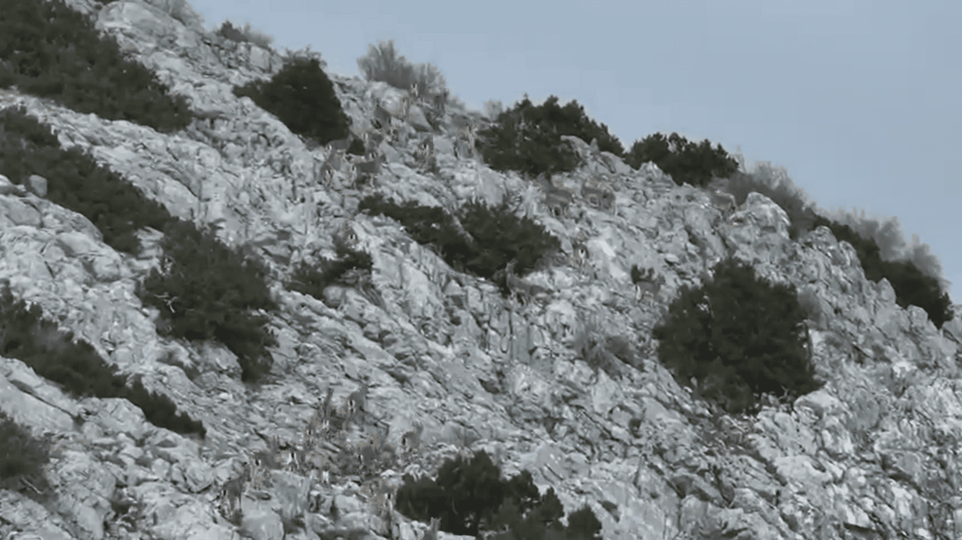 Muğla’da yaban hayatı drone ile görüntülendi