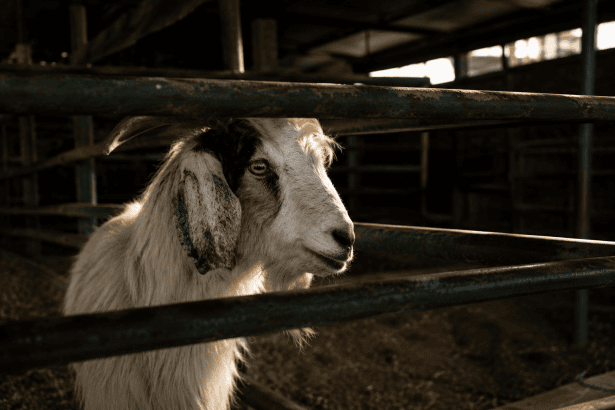 hayfed kurban bayramı açıklama