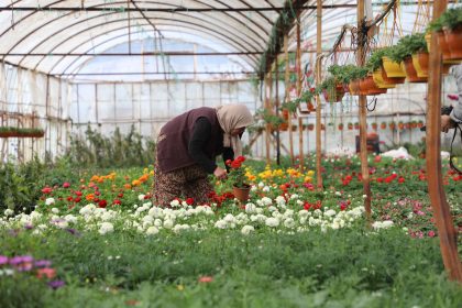 muğla alım garantili çiçek üretimi, alım garantili çiçek üretimi, muğla çiçek, muğla çiçek üretimi, muğla büyükşehir belediyesi çiçek