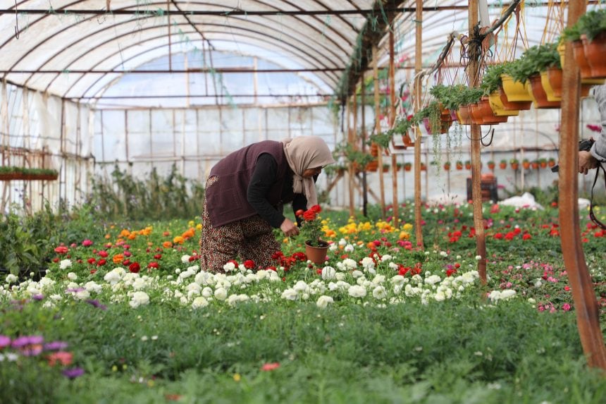 muğla alım garantili çiçek üretimi, alım garantili çiçek üretimi, muğla çiçek, muğla çiçek üretimi, muğla büyükşehir belediyesi çiçek