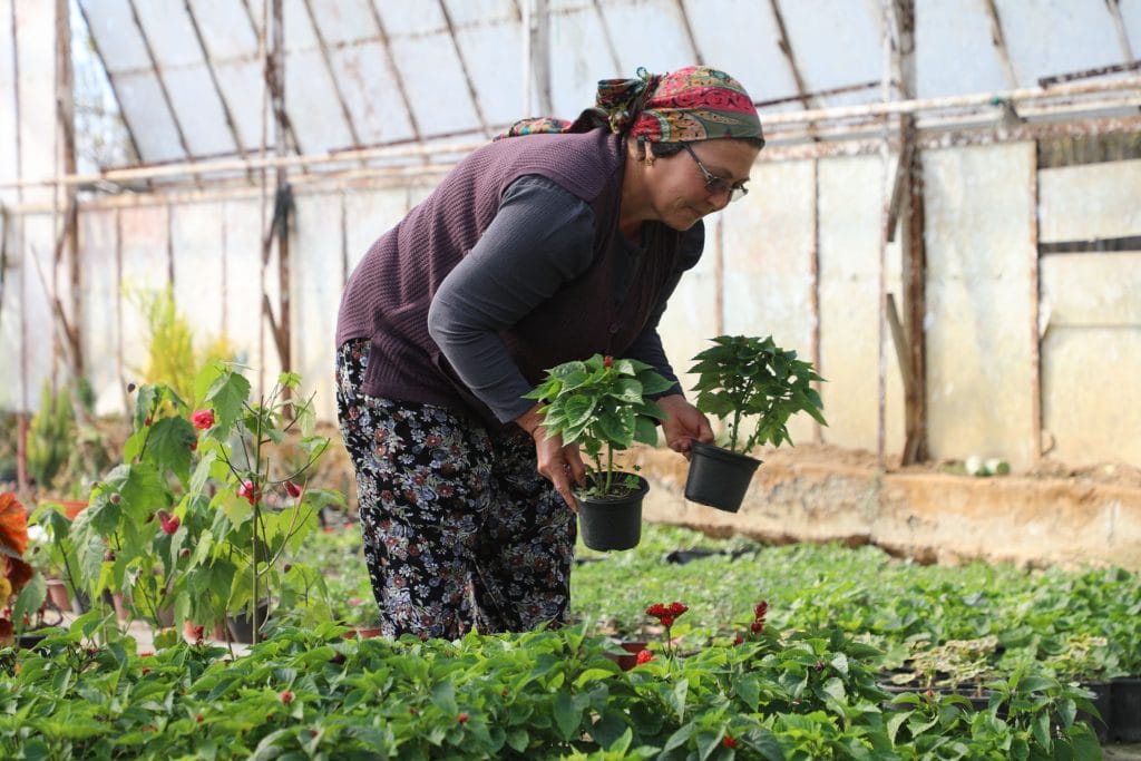 muğla alım garantili çiçek üretimi, alım garantili çiçek üretimi, muğla çiçek, muğla çiçek üretimi, muğla büyükşehir belediyesi çiçek 