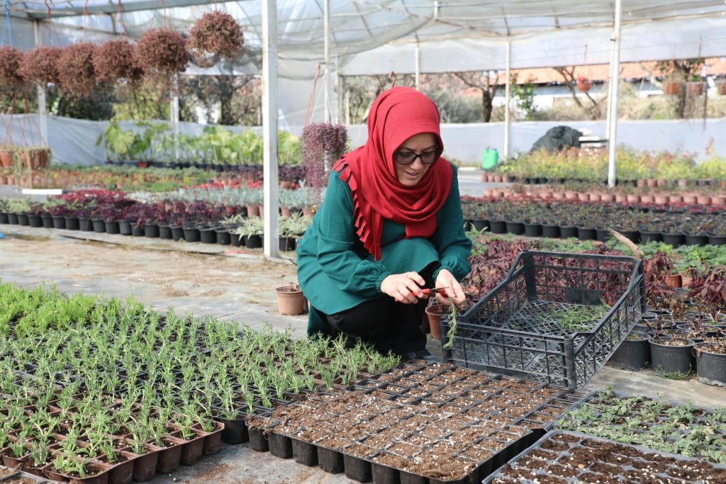 muğla alım garantili çiçek üretimi, alım garantili çiçek üretimi, muğla çiçek, muğla çiçek üretimi, muğla büyükşehir belediyesi çiçek 