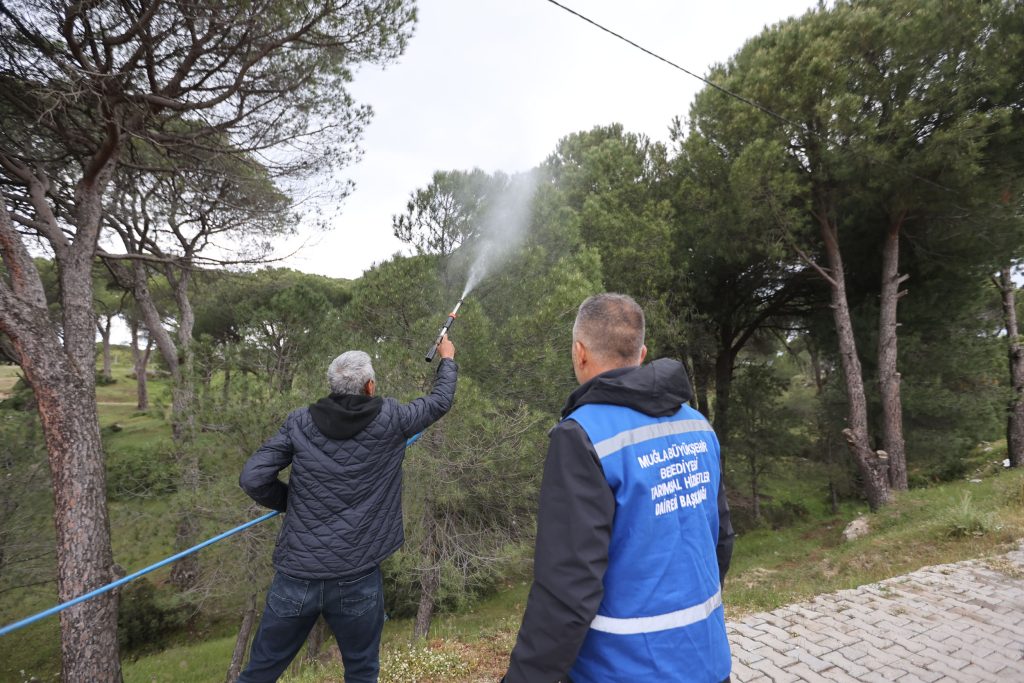 muğla çam fıstığı, muğla çam fıstığı üreticileri, muğla çam fıstığı üreticilerine ilaç desteği, çam fıstığı üreticilerine ilaç desteği, muğla büyükşehir belediyesi