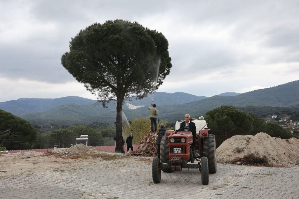 muğla çam fıstığı, muğla çam fıstığı üreticileri, muğla çam fıstığı üreticilerine ilaç desteği, çam fıstığı üreticilerine ilaç desteği, muğla büyükşehir belediyesi