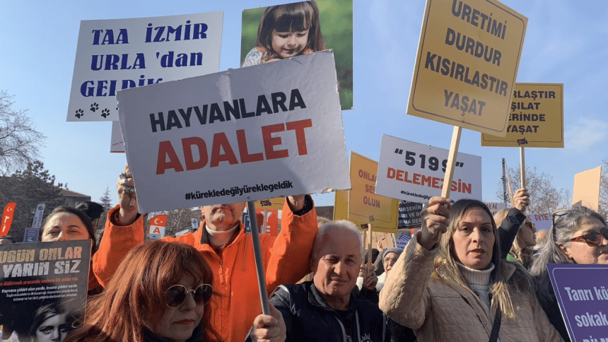 bodrum sokak kedisi