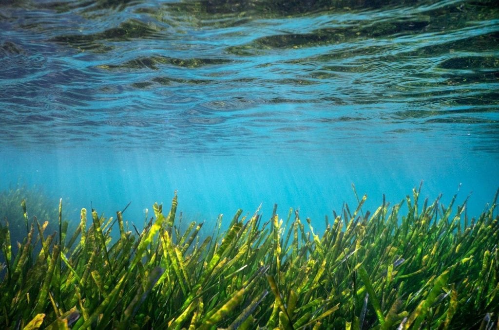 bodrum deniz çayırları, deniz çayırları, ekomiras derneği, ekomiras derneği bodrum, bodrum green rangers