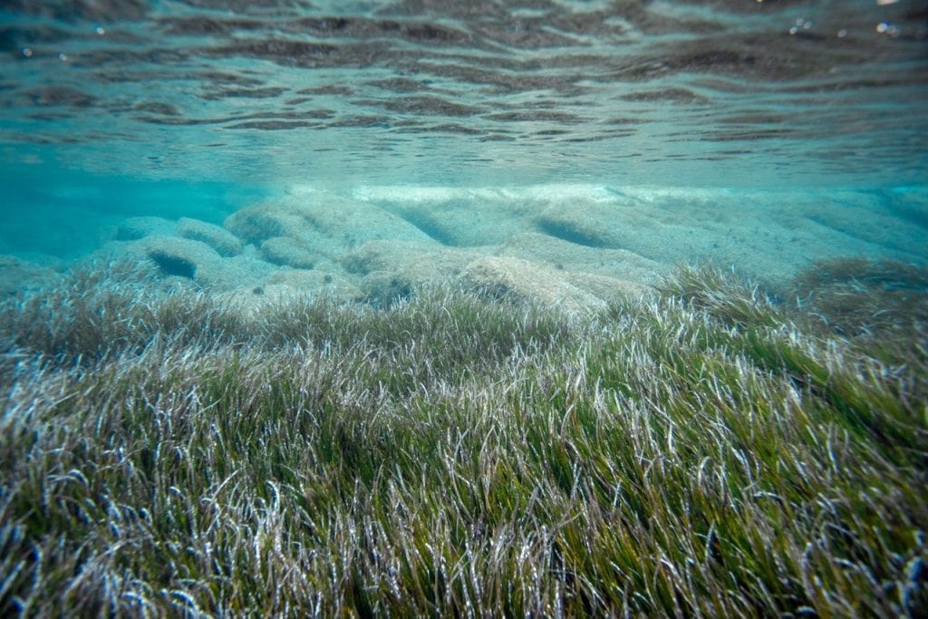 bodrum deniz çayırları, deniz çayırları, ekomiras derneği, ekomiras derneği bodrum, bodrum green rangers