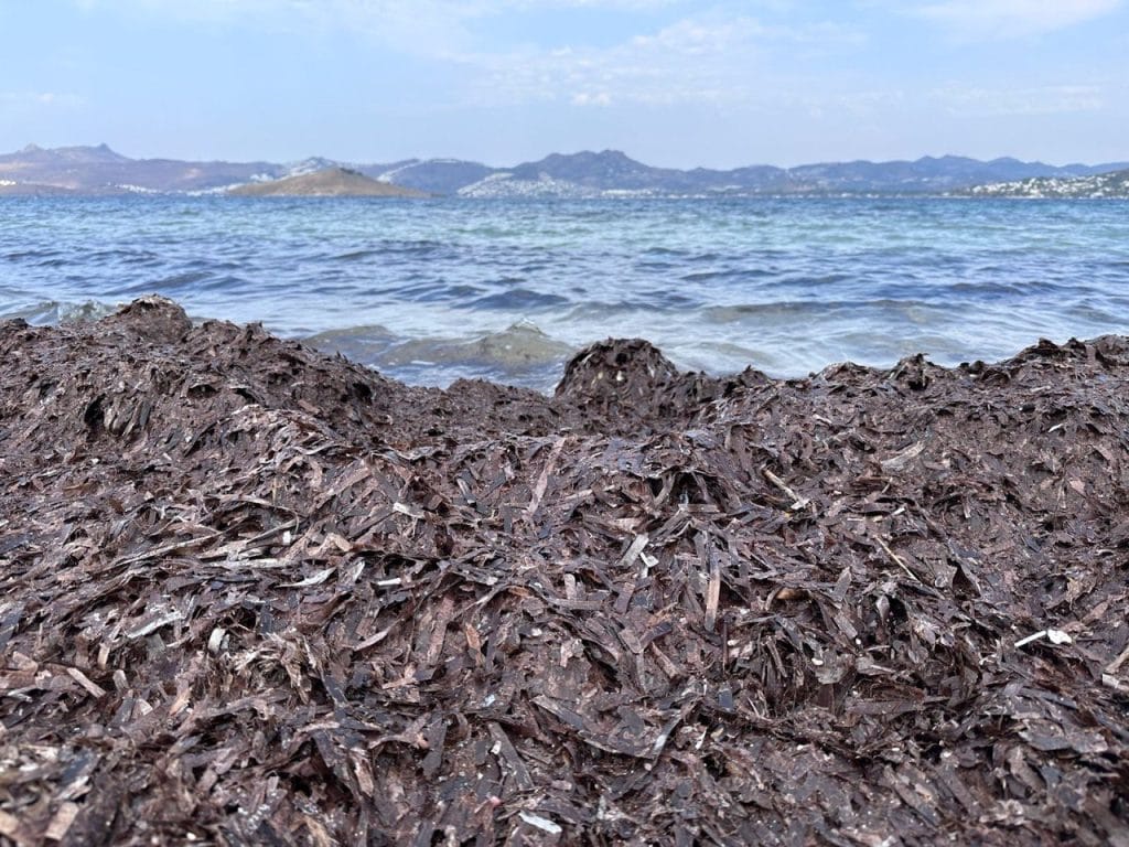 bodrum deniz çayırları, deniz çayırları, ekomiras derneği, ekomiras derneği bodrum, bodrum green rangers