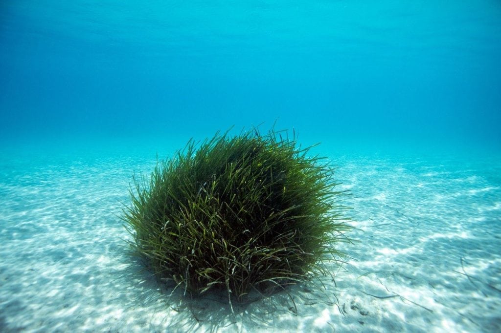 bodrum deniz çayırları, deniz çayırları, ekomiras derneği, ekomiras derneği bodrum, bodrum green rangers