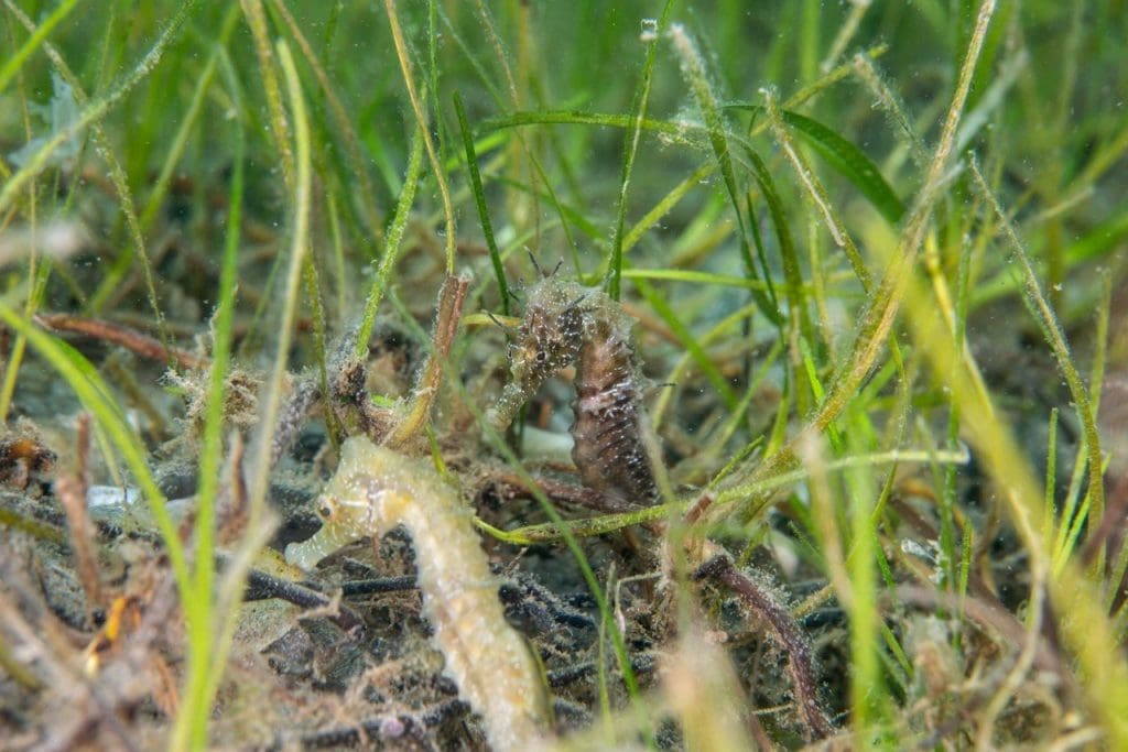 bodrum deniz çayırları, deniz çayırları, ekomiras derneği, ekomiras derneği bodrum, bodrum green rangers