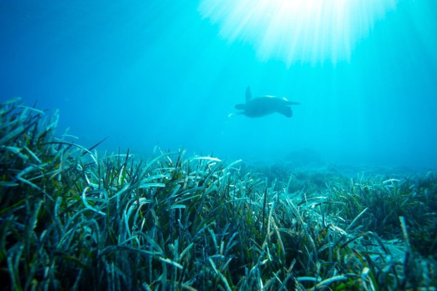 bodrum deniz çayırları, deniz çayırları, ekomiras derneği, ekomiras derneği bodrum, bodrum green rangers