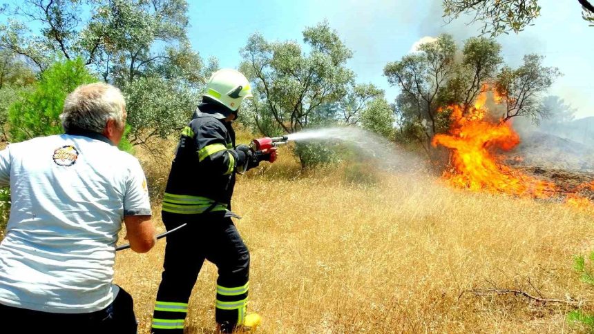 muğla menteşe zeytinlik yangını