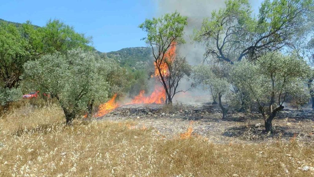 muğla menteşe zeytinlik yangını