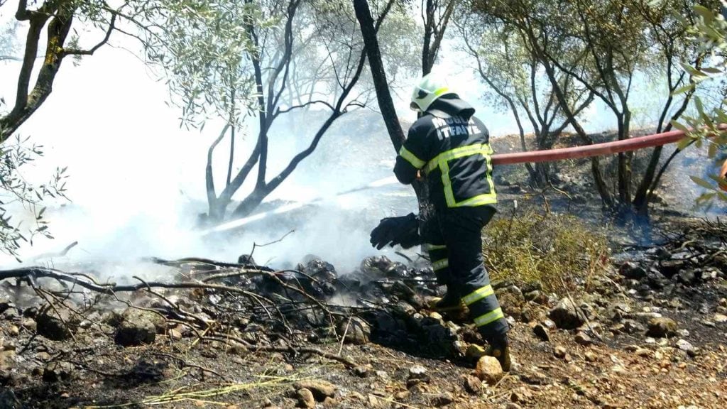 muğla menteşe zeytinlik yangını